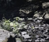 Nature Image
