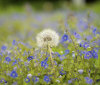 Nature Image