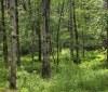 Nature Image