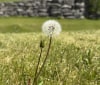 Nature Image