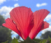 Nature Image