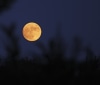 Nature Image