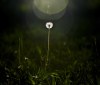 Nature Image