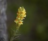 Nature Image