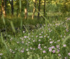 Nature Image