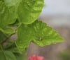 Nature Image