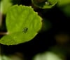 Nature Image