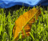 Nature Image