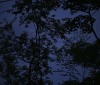 Nature Image