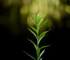 Nature Image
