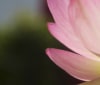 Nature Image