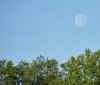 Nature Image