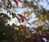 Nature Image