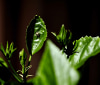 Nature Image