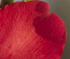 Nature Image
