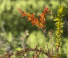 Nature Image