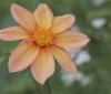 Nature Image