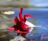 Nature Image