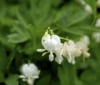 Nature Image