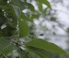 Nature Image