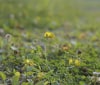 Nature Image