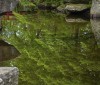 Nature Image