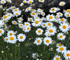 Nature Image