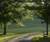 Nature Image