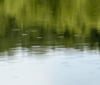 Nature Image