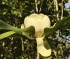 Nature Image