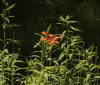 Nature Image