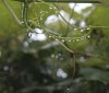 Nature Image