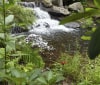 Nature Image