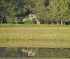 Nature Image