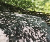 Nature Image