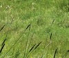 Nature Image