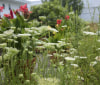 Nature Image