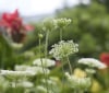 Nature Image