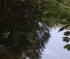 Nature Image
