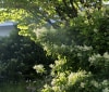 Nature Image