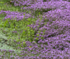 Nature Image
