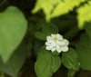 Nature Image