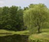Nature Image