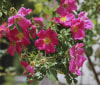 Nature Image
