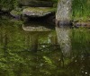 Nature Image