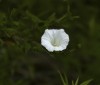 Nature Image
