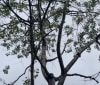 Nature Image