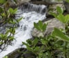 Nature Image