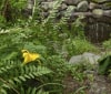 Nature Image