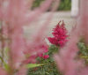 Nature Image
